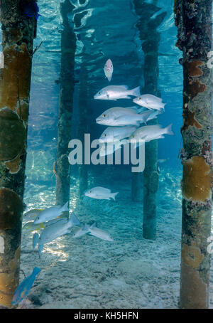 Mangrove snapper Bonaire Stockfoto