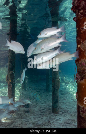 Mangrove snapper Bonaire Stockfoto