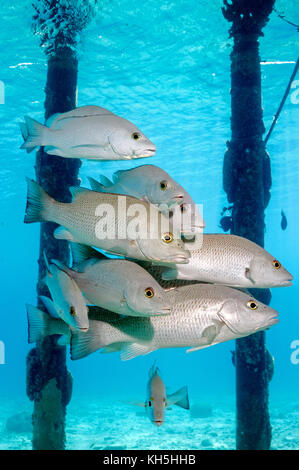 Mangrove snapper Bonaire Stockfoto