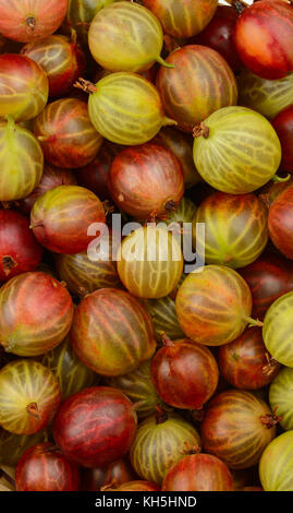 Blick von oben auf die grüne und rote Stachelbeere Obst. Hintergrund. Stockfoto