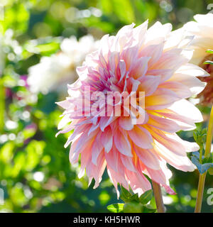 Weiß-Rosa Chrysanthemen schließen bis auf den Hintergrund von Blumenbeeten. geringe Tiefenschärfe. Stockfoto