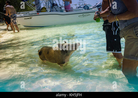 Berühmte schwimmende Schweine von Abaco Stockfoto