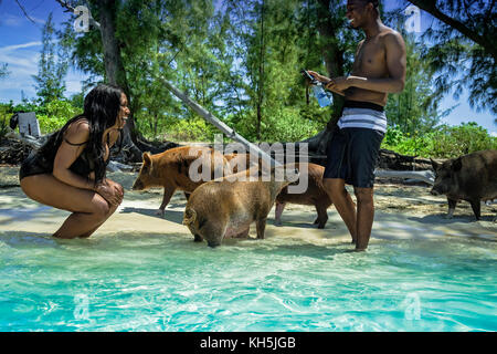 Berühmte schwimmende Schweine von Piggy Ville Stockfoto