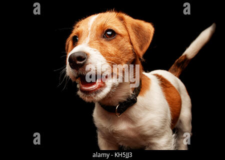Süße Jack Russell Terrier über schwarzen Hintergrund posiert. Studio gedreht. Stockfoto