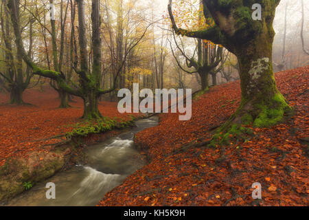 Otzarreta Wald in Gorbea Natural Park Stockfoto