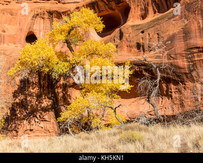 Cottonwood Bäumen im Herbst Farbe gegen die roten Felsen und Höhlen von Neon Canyon, Grand Staircase Escalante National Monument in Utah. Stockfoto