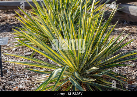 Yucca filamentosa, 'Color Guard' nach einem Einfrieren mit Blüten gegangen, zeigen aber die Fäden in den Namen gemerkt. Oklahoma, USA. Stockfoto