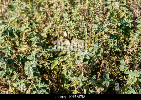 Ein Bett von Katzenminze, Nepeta x faassenii, Six Hills Giant. Winter Phase nach einem Einfrieren ohne Blüten. Oklahoma, USA. Stockfoto