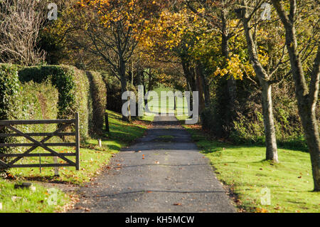 Die herbstlichen Bäume einen schmalen Feldweg in East Sussex Stockfoto