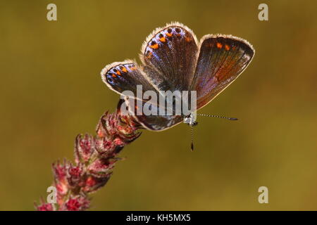 Weibliche gemeinsame Blauer Schmetterling Stockfoto