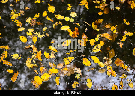 Eine Pfütze mit Blätter im Herbst in einem Wald bedeckt. Stockfoto
