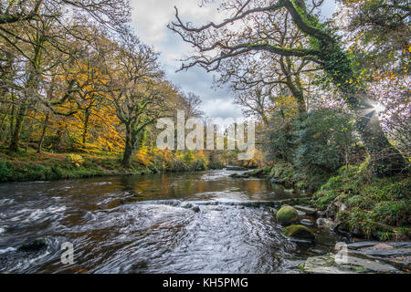 Den Fluss Dart in Newbridge durch einen bewaldeten Tal im Herbst fließen Stockfoto