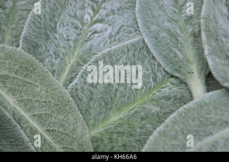 Lambs Ohren beständigen Garten Pflanze (stachys byzantina) Blätter flach Top View close-up für Hintergrund mit Kopie Raum Stockfoto