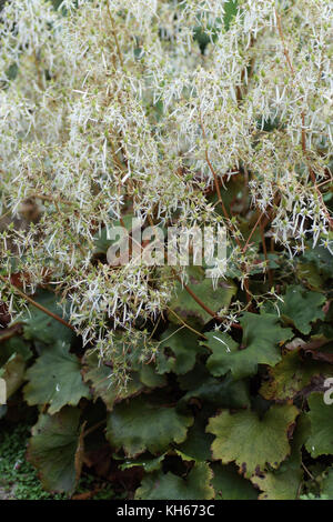 Blühende Pflanze von Aster undulata 'Wada' Stockfoto