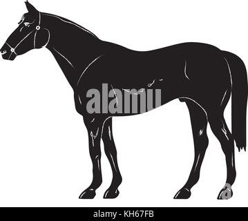 Aufzucht Bis Pferd Feine Vektor Silhouette Und Outline Anmutigen Schwarzen Hengste Stock Vektorgrafik Alamy