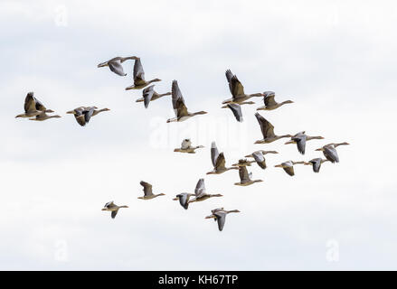 Eine Herde von graugänse fliegen in Formation gegen den Himmel isoliert. Stockfoto