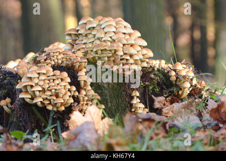 Hypholoma lateritum Pilze wachsen auf einem Baumstamm Stockfoto