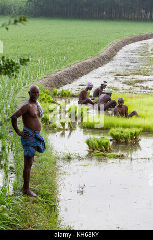 PONDICHERY, PUDUCHERY, Indien - ca. September 2017. Der Chef sehen sie sich nicht identifizierten Bauern wachsen entwurzeln Reis in der Regenzeit. Sie wurden mit getränkt Stockfoto