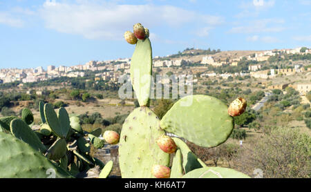 Feigenkaktus Sizilien Italien Stockfoto