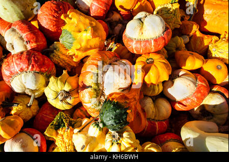 Squash ist eine Vielzahl von bunten Squash in in einer Collage der Farbe. Stockfoto