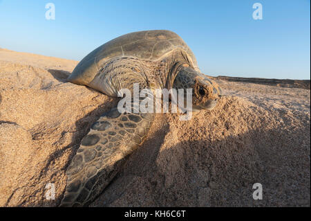 Grüne Schildkröte, Ras Al Jinz, Oman. Stockfoto