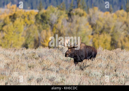 Bull moose Stockfoto