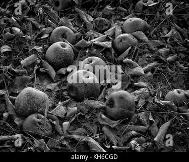 Ein detailreiches Bild von gefallenen und sich zersetzenden Äpfeln auf dem Boden in einem Apfelgarten in der Nähe von Washington, Virginia während der Herbsternte. Stockfoto