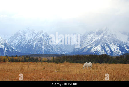 White Horse beweidung vor Grand Teton Mountains Stockfoto