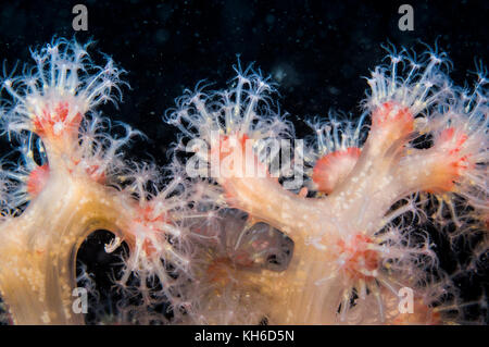 Nahaufnahme der Tentakeln einer Red Soft Coral im kalten Wasser des St. Lawrence River. Stockfoto