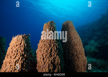 Unterwasserlandschaft und Barrel-Meeresschwamm auf Little Cayman Stockfoto