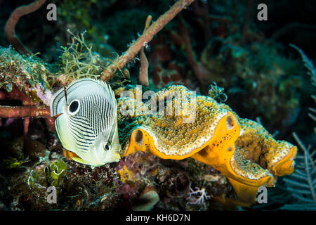 Unterwasser Marine und Foureye Falterfische auf Little Cayman Stockfoto