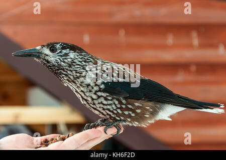 Vogel Nussknacker Nahaufnahme sitzen auf der Hand mit Pinienkernen Stockfoto