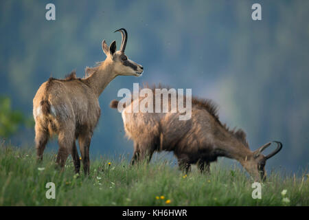 Gemsen ( Rupicapra rupicapra ), zwei Erwachsene, stehend im hohen Gras einer blühenden Almwiese, einer beobachtet, einer grast, Wildschweine, Europa. Stockfoto