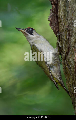 Grünspecht / grünspecht (picus viridis), auf einem Baumstamm sitzend, den Kopf, in der typischen in Pose, Europa. Stockfoto