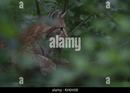 Eurasische Luchse ( Luchs Luchs ) Jungjunge, sitzend / liegend, versteckt zwischen Laub in einem Baum, aufmerksam beobachten, gut getarnt, Europa. Stockfoto