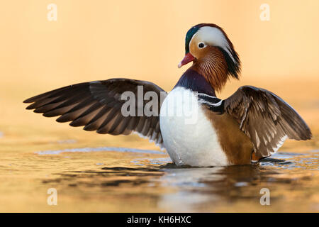 Mandarin duck/mandarinente (Aix galericulata), hübschen Mann, Stretching, Verbreitung Flügel, Flattern, hellen goldenen Oktober Licht, Europa. Stockfoto