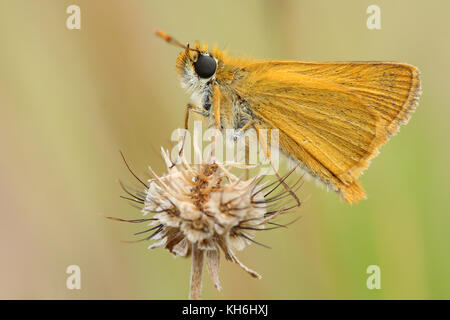 Skipper Schmetterling (thymelicus sp) Stockfoto