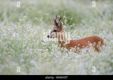 Reh (Capreolus capreolus), starke Buck mit schönen Geweih, stehend, versteckt in einem blühenden frühlingshaften Wiese, ein Meer von Blüten, Europa. Stockfoto