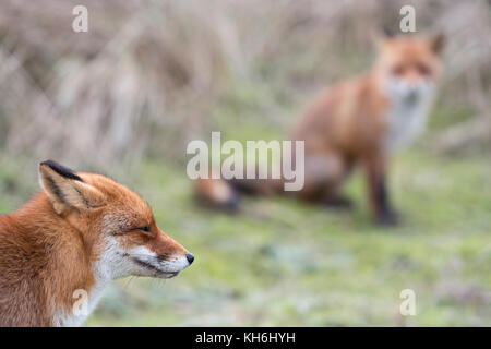 Rote Füchse/rotfüchse (Vulpes vulpes), Paar, Paar, Nahaufnahme, lustig Kopf geschossen von einem Fuchs mit einem anderen Fuchs in den unscharfen Hintergrund, Europa. Stockfoto