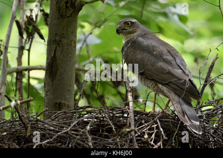 Eurasischen Sperber (accipiter Nisus), erwachsene Frau, an seinem Nest mit frisch geschlüpften Küken thront, drehte sich um und beobachtete, Wildlife, Europa. Stockfoto