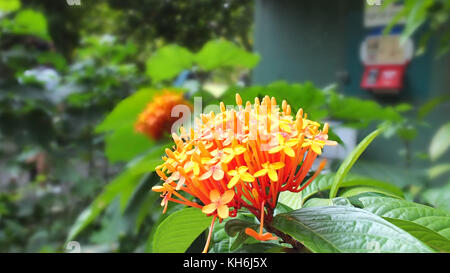 Blume an botanischen Gärten, Singapur Stockfoto