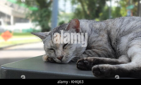 Katze in der heißen Nachmittag auszuruhen, Singapur. Stockfoto