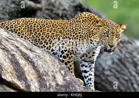 Leopard brüllender. Leopard auf einem Stein. Die sri-lankische Leopard (panthera Pardus kotiya) weiblich. Stockfoto