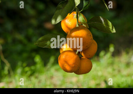 Mandarinen, Clementinen am Baum reifen, Spanien hängen. Stockfoto