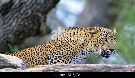 Leopard brüllender. Leopard auf einem Stein. Die sri-lankische Leopard (panthera Pardus kotiya) weiblich. Stockfoto