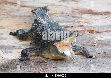 Amerikanisches Krokodil, Crocodylus acutus, auf einer betonierten Bootsanlegestelle in den Florida Keys. Gefährdete Arten Stockfoto