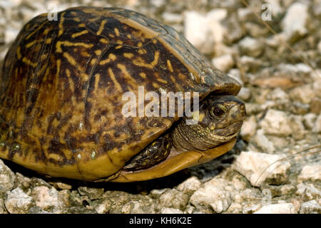 Florida-Kasten-Schildkröte, Terrapene Carolina bauri Stockfoto