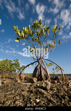 Junge rote Mangrove bei Ebbe, Florida Keys National Marine Sanctuary, Key Largo, Florida Stockfoto