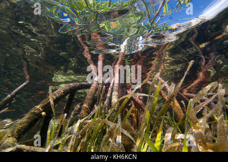 Unterwasseransicht des Prop Wurzeln der rote Mangrove (Rhizophora mangle) auf Elliott Key Biscayne National Park, Florida Stockfoto