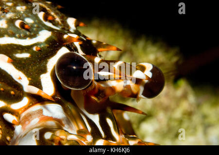 Verbindung Auge der Die Gefleckte HUMMER PANULIRUS guttatus, Florida Keys National Marine Sanctuary Stockfoto